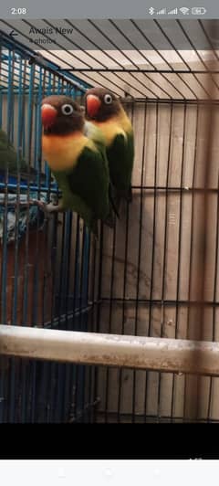 Love Birds
