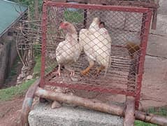 hera pair for sale
