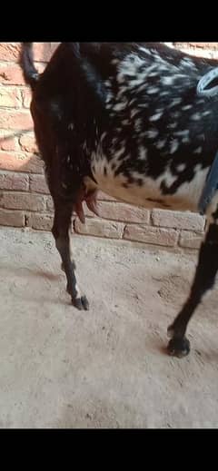 bakri or female for sale