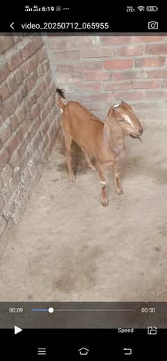 bakri