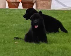 German shepherd Dog| GSD puppies|  pedigree puppy | black Gsd