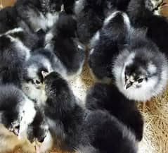 Australorp