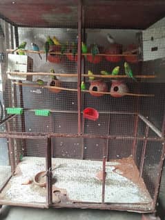 LOVEBIRDS FOR SALE