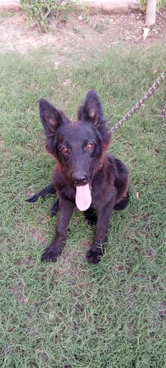 black German shepherd army line