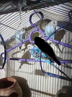 Budgies