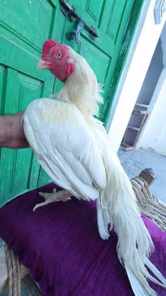 aseel