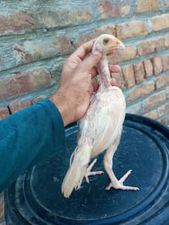 Heera