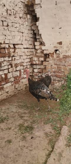 turkey