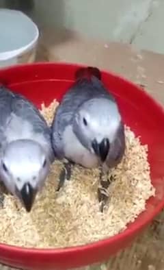African Grey parrot For Sale 03291743745