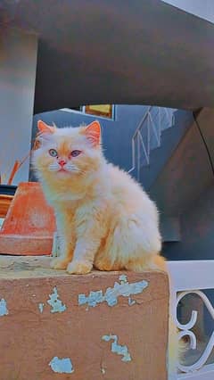 Beautiful Long Haired Female Cat Ready for a New Home