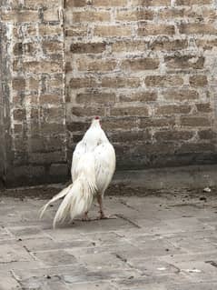 Heera aseel chicks pair