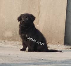 Beautiful Top Quality Black German Shepherd Long Coat Puppies