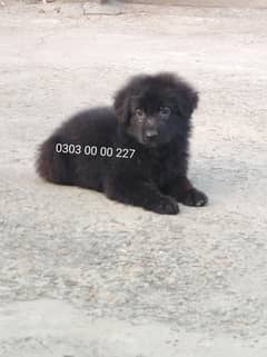 Beautiful Top Quality Black German Shepherd Long Coat Puppies