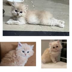 for sale cats