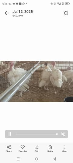 turkey pullets