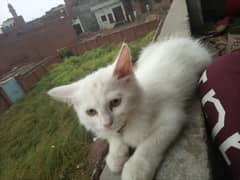 Cat available for sale American Persian cat