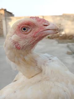 heera female Heera madi