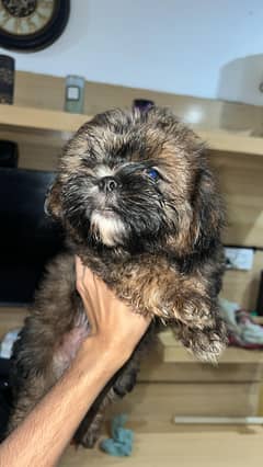 shitzu puppies and German puppies available