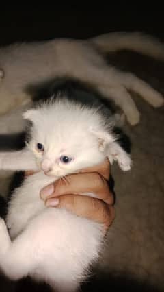Baby