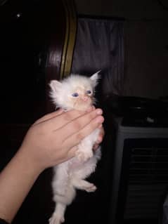 Cat baby