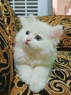 persian male cats