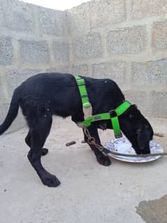 Labrador