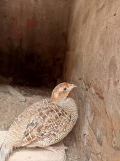 female