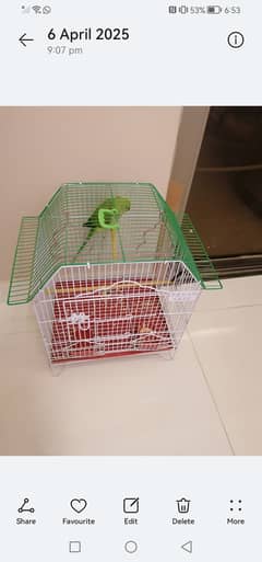 Green parrot