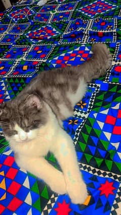 White and black Persian kitten for sale 4 months age vaccinated .