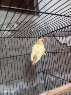 Lovebird 2 pcs (creamino & Voilet)