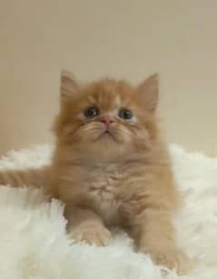 persian /triple coat/ punch face/  male/female kitten