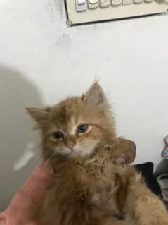 Persian double cat