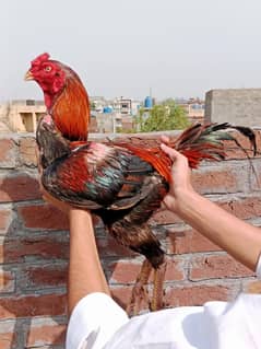 Ase breeder male top quality active and healthy