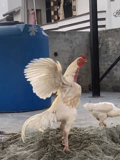Aseel heera male