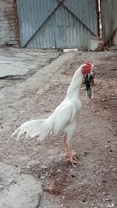 aseel