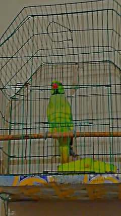 18 month old porrot. khata buy now HOL sale prize