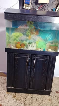 2.5 Feet Aquarium with Cabinet,filter,fishes--Full Setup--No Leakage.