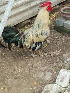 Egyptian Feomoni Male