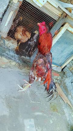 ASEEL SINDHI