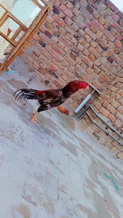 ASEEL SINDHI.   ASEEL MIANWALI