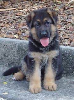German