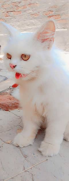 cat is sale