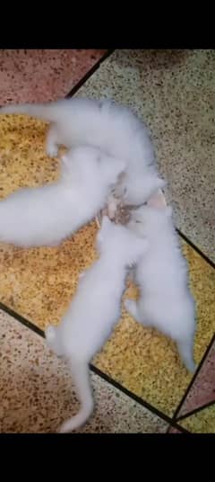 persian kittens triple coated
