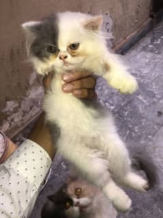 Punch face near to pike kitten