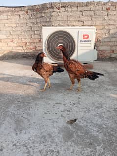 2 maian wali aseel for sale