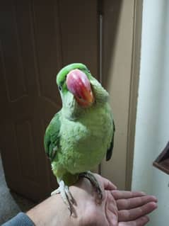 Raw female pair parrots for sale