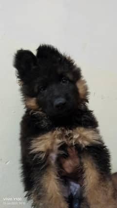 German shepherd long coad male puppy
