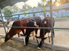 Pure & Cross | Holstein Friesian | Pregnant And Dry Hifers | Cow