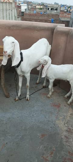 Rajanpuri bakri