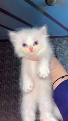 Kittens